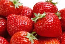 Las frutillas y su potencial de exportación a EE.UU.