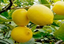 Habrá barreras fitosanitarias móviles en Salta y Jujuy