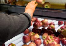 A partir de hoje, boas práticas para vegetais e frutas