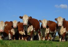 Chile importará genética bovina de la Patagonia