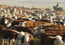 Argentina instrumenta trámite online relacionado al comercio exterior de animales vivos