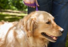 Los perros deben tener un microchip para ingresar a Uruguay