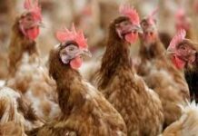 Ahora, la exportación de carne fresca aviar es con certificación electrónica