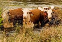 Medidas de prevención para animales afectados por inundaciones
