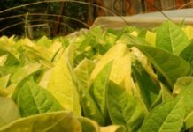 Senasa actualiza requisitos para exportar tabaco a China