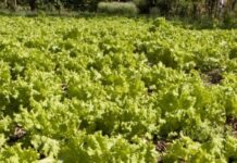 Desde el 15 de marzo, la solicitud del certificado de importación y exportación de fertilizantes será online