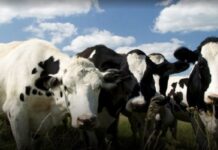 No habrá salvaguardias para exportaciones de leche a Chile
