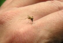 Se incrementaron los casos de dengue en la Argentina