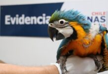 Aduanas de Chile evita comercio ilegal de 9 guacamayos