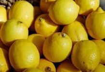 Argentina abre importantes mercados a la India