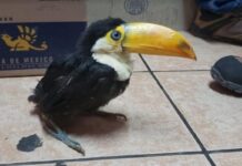 Nuevo golpe al comercio ilegal de aves exóticas en Chile