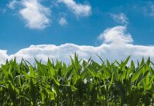 Gobierno baja derechos de exportación a productos de economías regionales