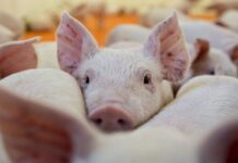 Cómo prevenir el ingreso de la peste porcina a la Argentina