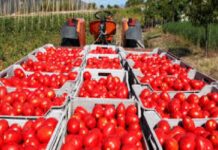 Día Mundial de la Inocuidad de Alimentos