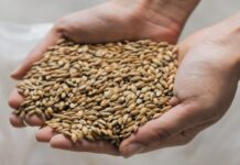 Arveja y cebada cervecera se suman al sistema SISA