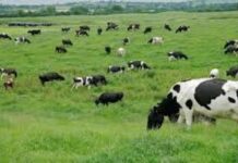 Brasil suspende exportaciones a China, por caso de «vaca loca»
