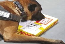 Dos canes de la Aduana detectaron cocaína y éxtasis en envíos postales