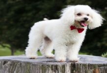 Para viajar con tu mascota realizá el trámite en las oficinas del Senasa