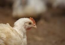 Extreman medidas sanitaria para preservar la avicultura