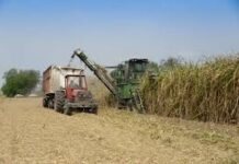 El Gobierno establece nuevo procedimiento para distribuir la cuota de exportación de azúcar a EE.UU.