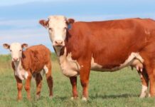 Incorporan requisitos zoosanitarios para la importación de animales de cría