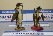 Aduanas de Chile incauta yacarés bebés disecados