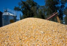 Se exportaron 24,9 millones de toneladas de maíz