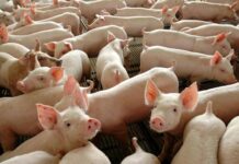 Brazil to send pork to China