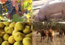 Reglamentan ley mediante la cual se declaró de interés nacional la sanidad de los animales y los vegetales