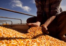 Gobierno actualiza el registro de exportadores de granos a China