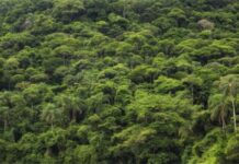 Amazonia: Brasil y Alemania firman acuerdo para producción sostenible