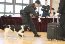 Perro callejero se incorpora a la Aduana de Shanghai