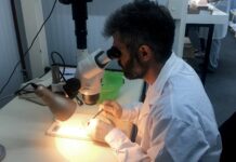 Harán «control exhaustivo» de las cerezas que se exporten a EE.UU.