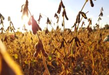 Argentina subirá los impuestos a la exportación de soja