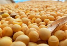 Actividad de puerto argentino de Rosario se normaliza tras resolución protocolo coronavirus