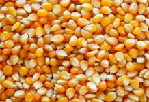 Colombia suspende aranceles a importaciones de maíz, sorgo y soja