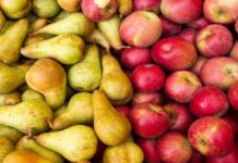 Cayeron las detecciones de principal plaga de peras y manzanas de exportación a Brasil