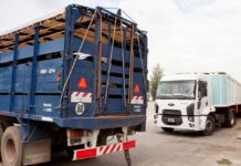 SENASA autoriza el transporte conjunto de animales vivos y otras cargas, excepto alimentos