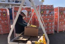 Primera exportación de frutas frescas cítricas a Rusia