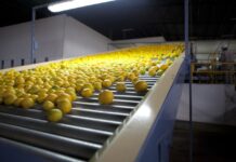 Creció la exportación de frutas frescas en el primer cuatrimestre de 2020