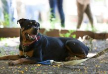 Senasa recuerda los requisitos sanitarios para ingresar mascotas al país