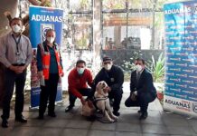 Chile: Can detenctora «Suky» dice adiós a los controles fronterizos