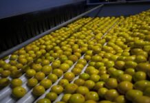SENASA prueba tecnología nueva para combatir plaga en producción frutihortícola