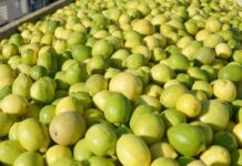 Argentina exporta limones a China por primera vez