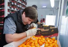 La UE suspende las compras de cítricos argentinos