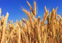 Abren inscripción para exportar cebada, soja, maíz y sorgo a China
