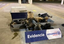 Aduanas de Chile rescata a cachorros en Chacalluta