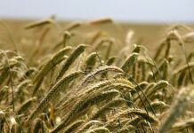 La OMC asegura que las exportaciones agrícolas crecieron durante la pandemia, pero los precios bajaron