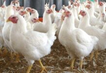 Aurora do Brasil suspende exportação de carne de frango para a China
