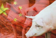 Las importaciones chinas de carne de cerdo en julio alcanzaron un récord de 430.000 toneladas, según aduanas